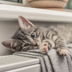 Comment garder son chat en bonne santé ?