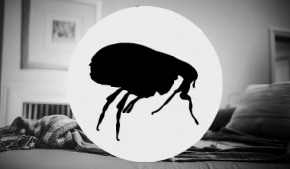 qu est ce que puce - produit anti puce chien chat