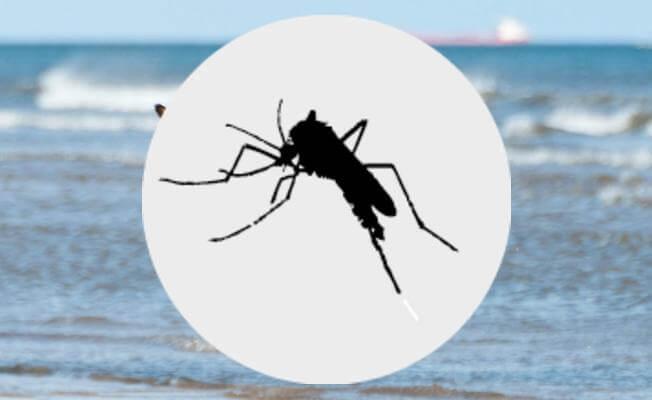 moustiques chien - produit anti tique anti puce chien