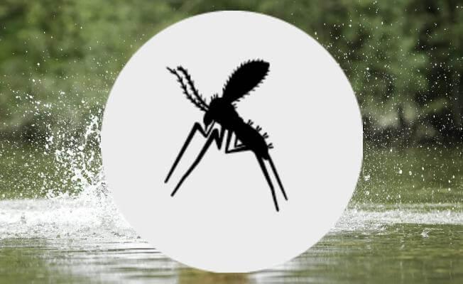 phlebotomes chien - produit anti tique anti puce chien