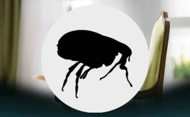 puces chien  - produit anti puce chien