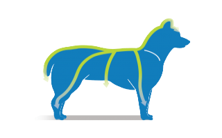 pipette frontline mode emploi etape 4 - traitement anti tique puce chien