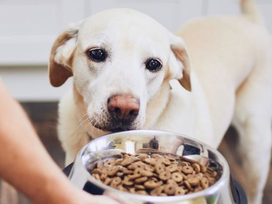 chien et nourriture