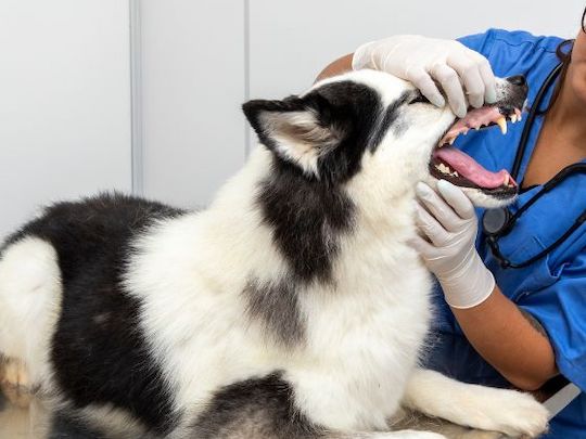 chien et vétérinaire