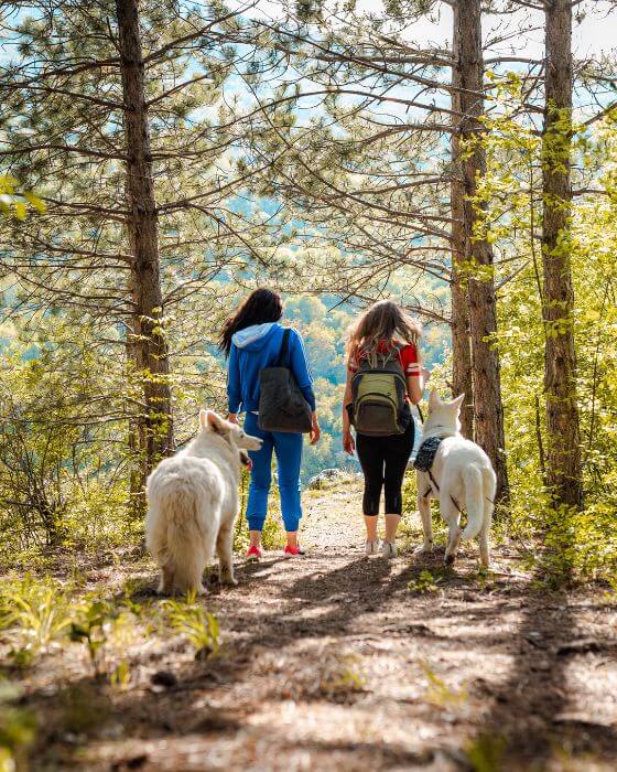 deux chien en balade dans la forêt