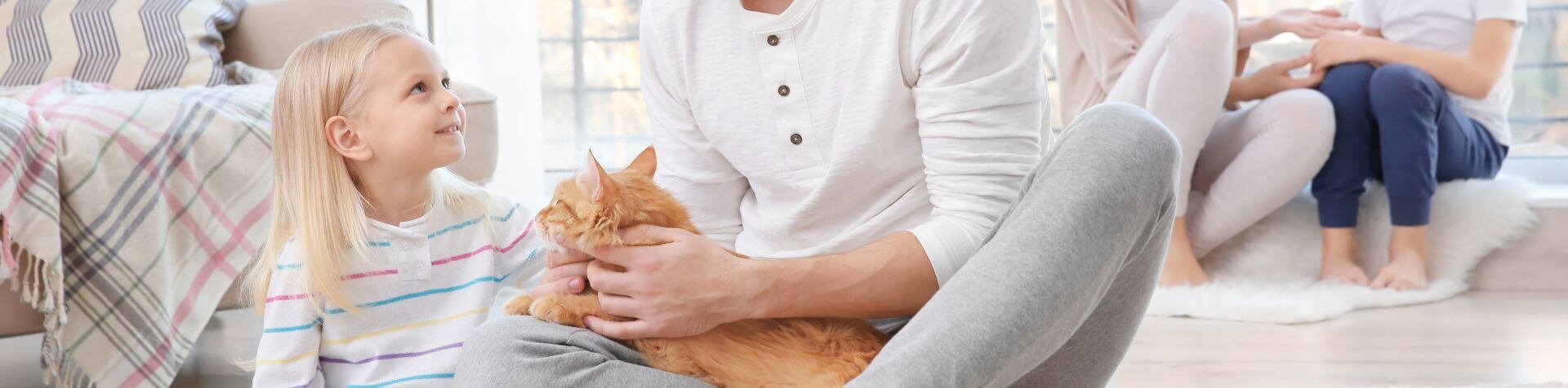 chat sur les genoux d'une personne