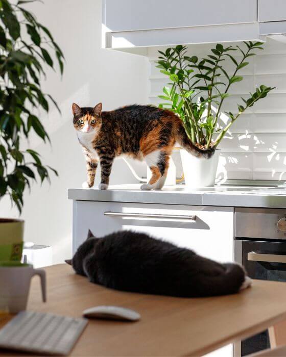 chat sur plan de travail