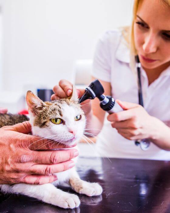auscultation de l'oreille du chat