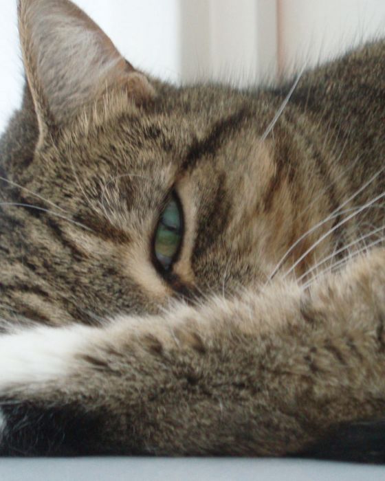 chat avec oeil à moitié fermé