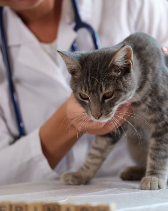 chaton en train d'être ausculté