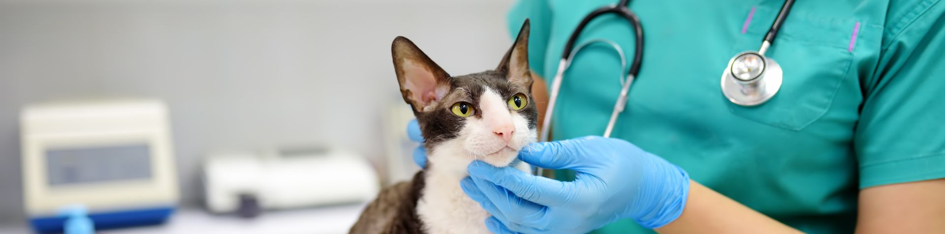 chat en train d'être ausculté - symptomes maladie chat