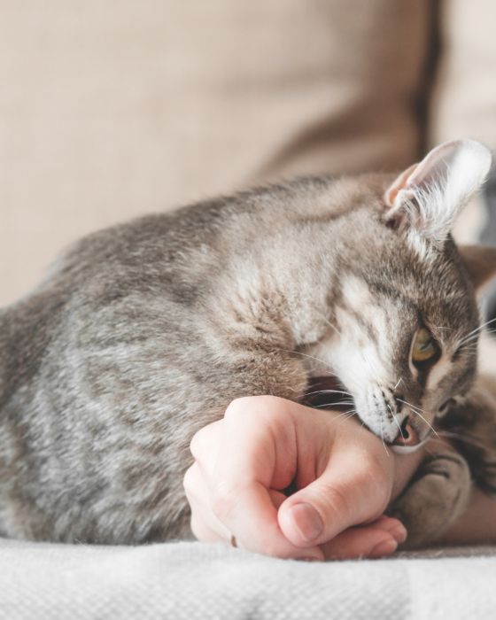 chat qui croque une main