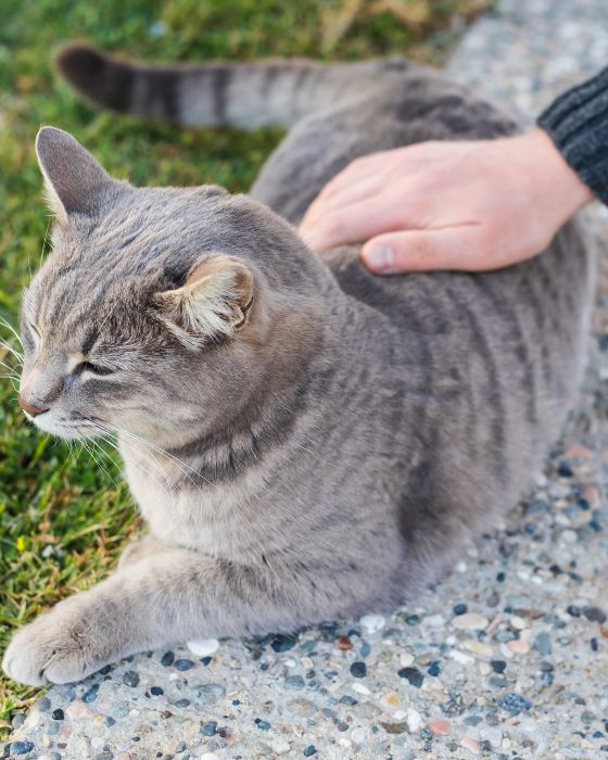 chat en train d'être caressé