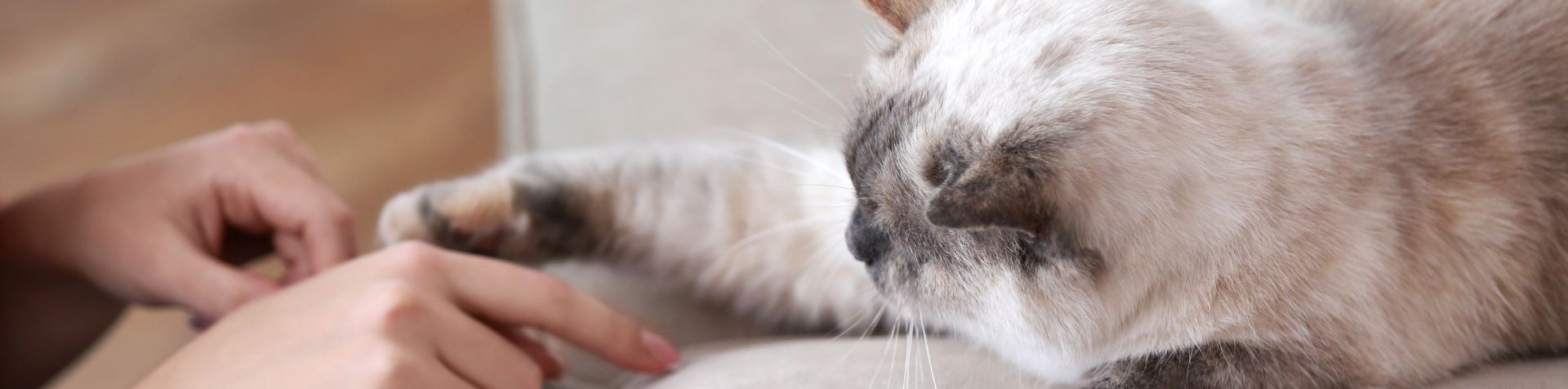 patte de chat sur une main