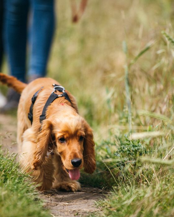 période tique chien