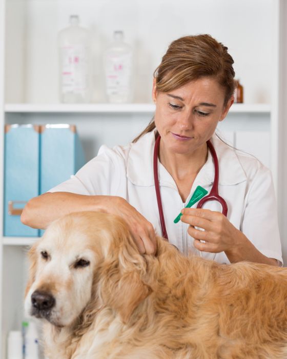 tique en train d'être enlevée du chien