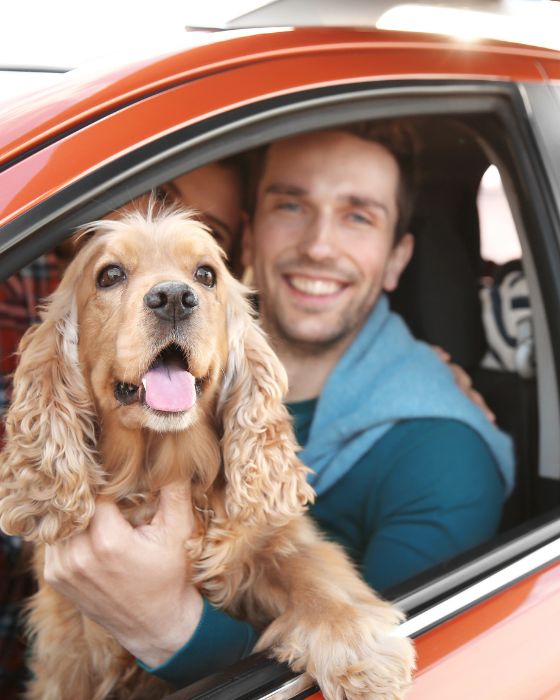 chien en voiture sur les genoux du conducteur