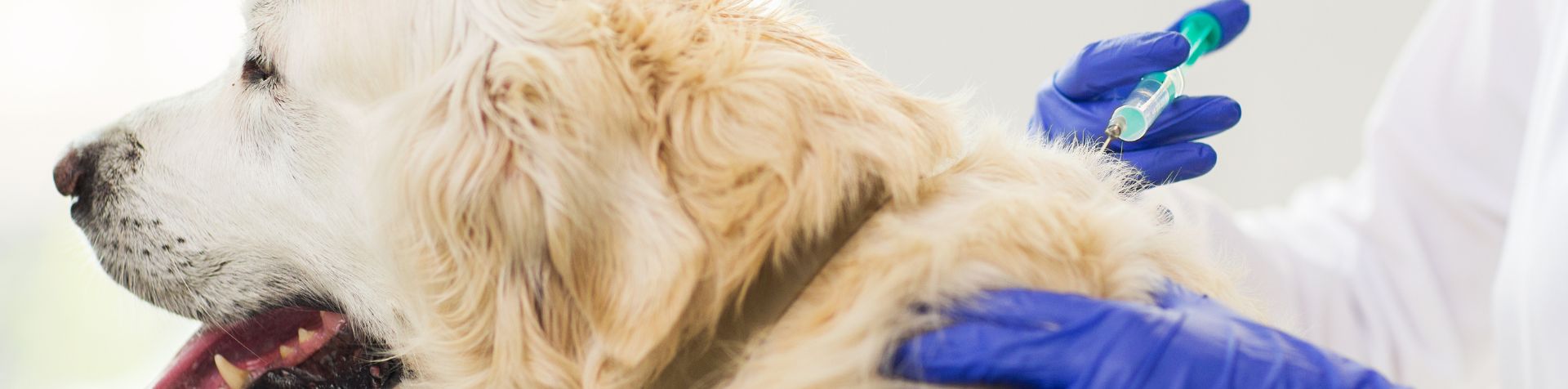 chien qui reçoit une piqure