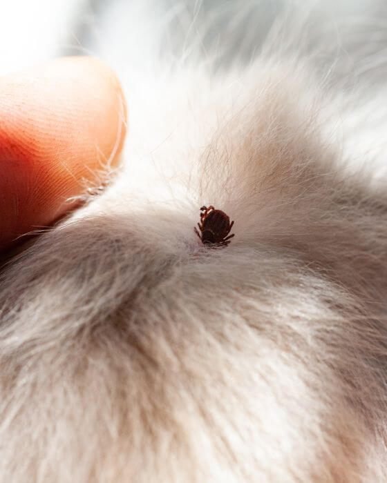 tique au niveau des poils