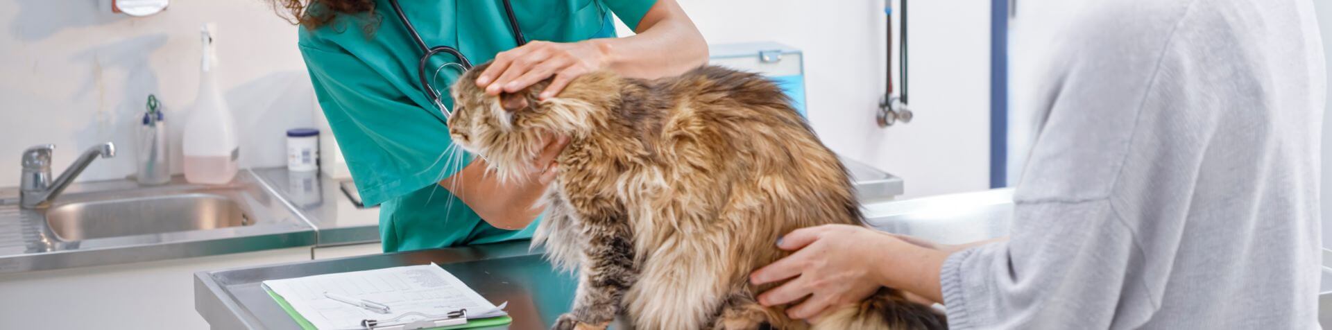 chat en train d'être ausculté