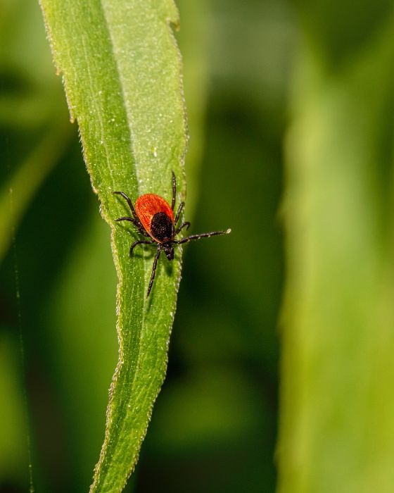 tique sur une feuille