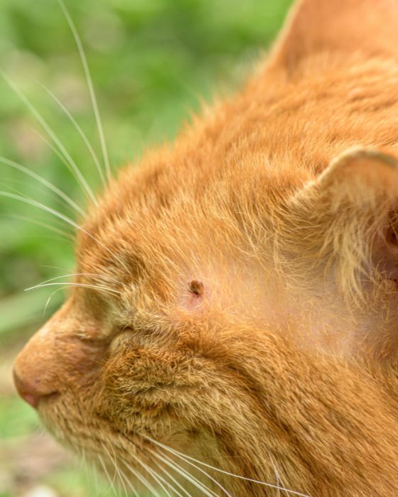 tique sur tête de chat