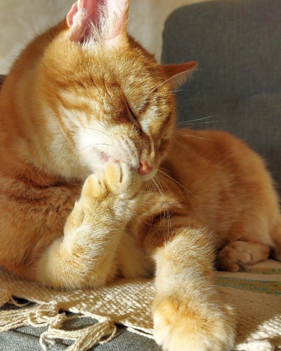 chat qui se mange la patte