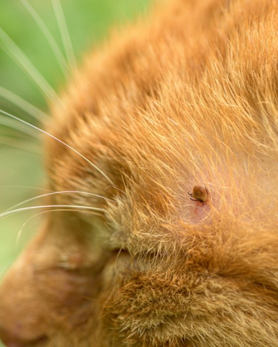 tique sur tête de chat