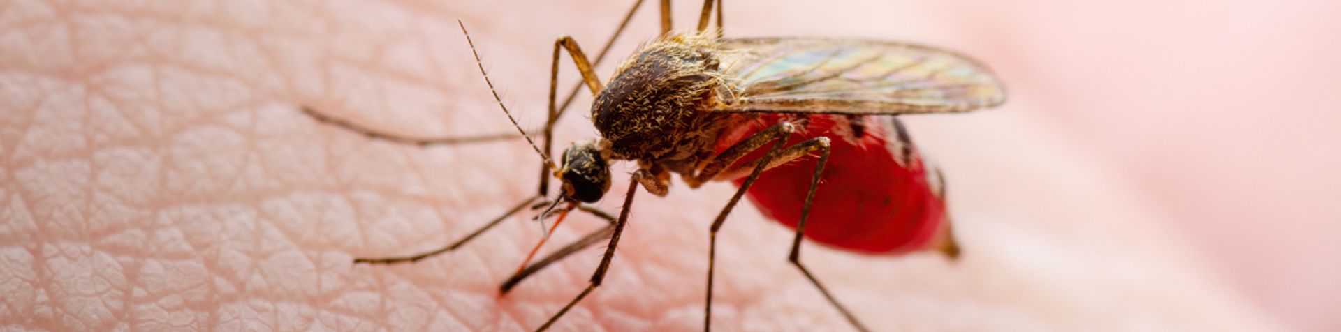 moustique en train de piquer