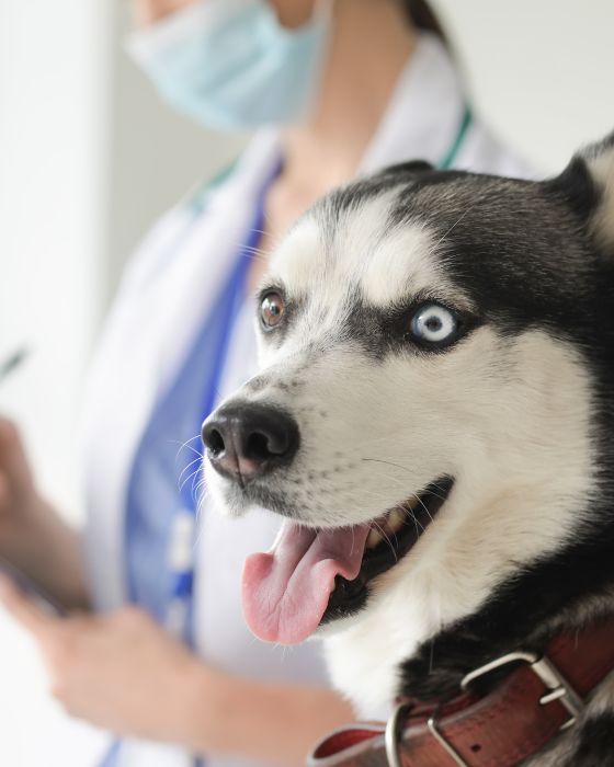 chien avec les yeux vairons