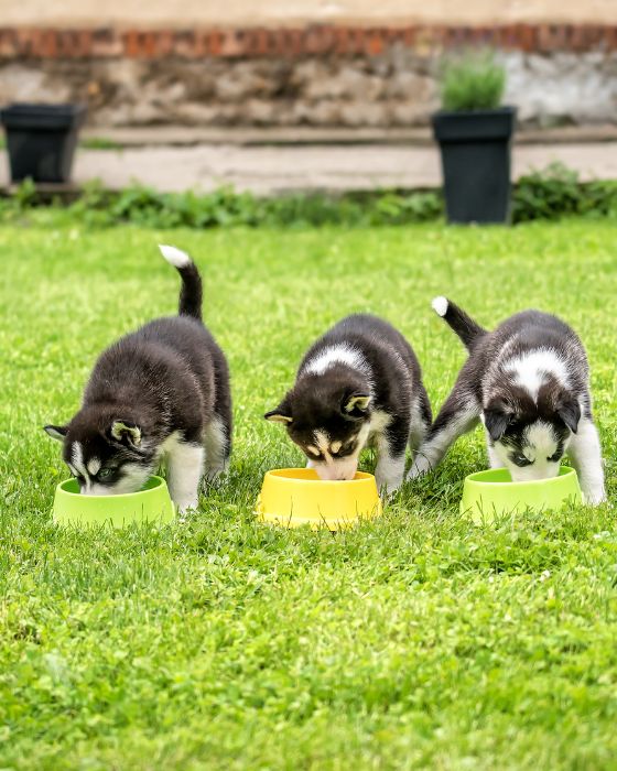 trois chiots en train de manger