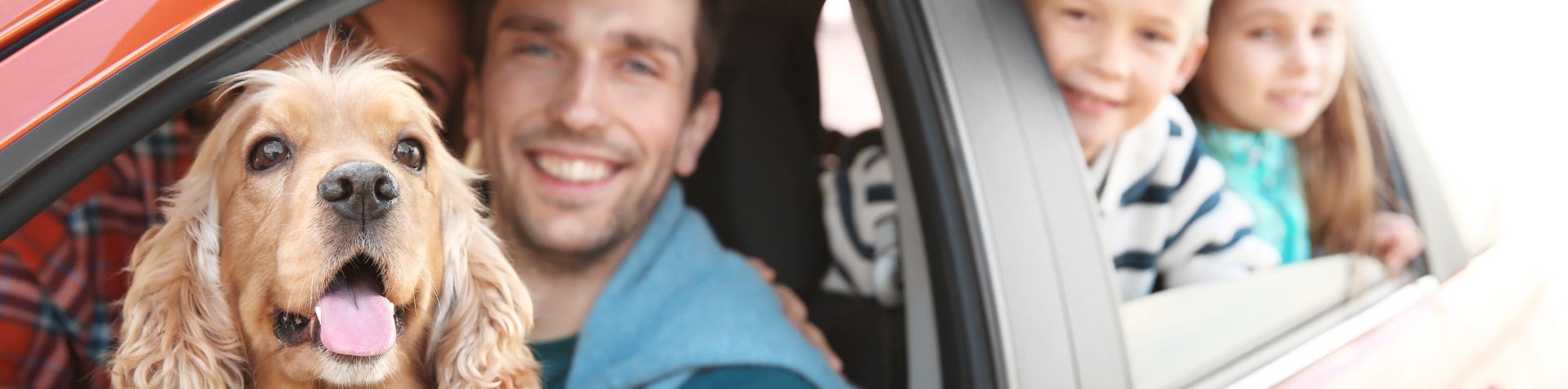 chien en voiture sur les genoux du conducteur