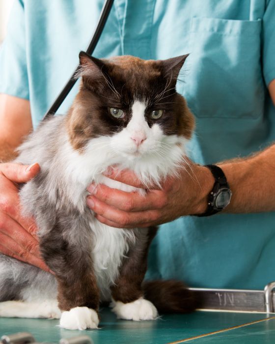 chat en train d'être ausculté