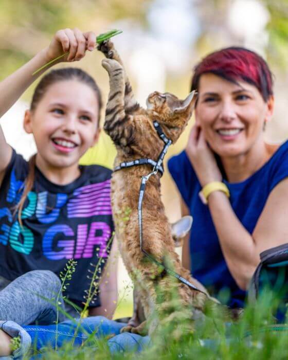 chat s'amusant dans l'herbe - toxoplasmose chaton