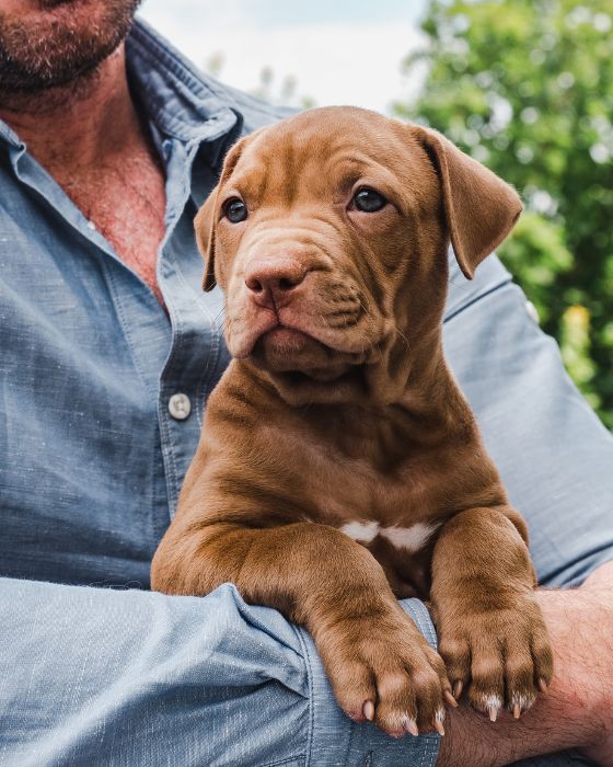 chiot dans les bras d'un homme
