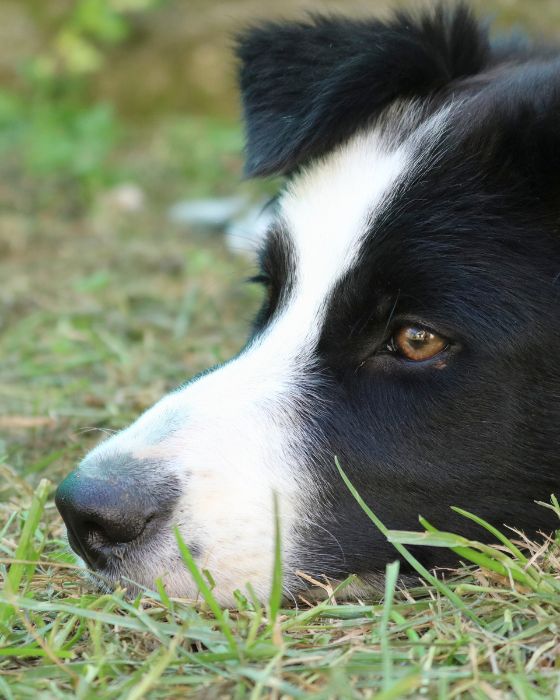 tête de chien dans l'herbe