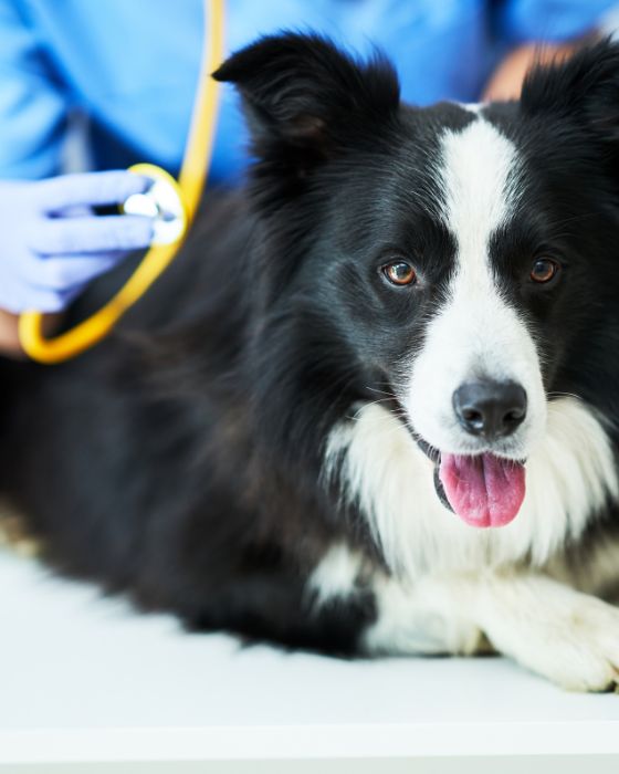 chien en train d'être ausculté