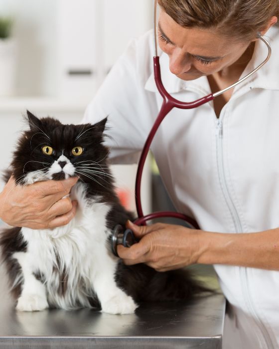 chat en train d'être ausculté