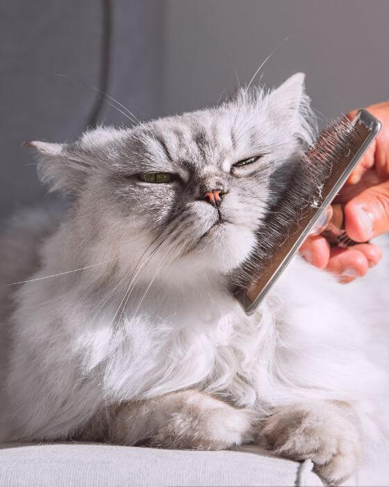 chat en train d'être brossé