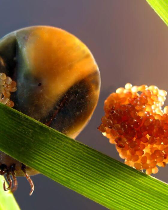 ponte d'œufs d'une tique