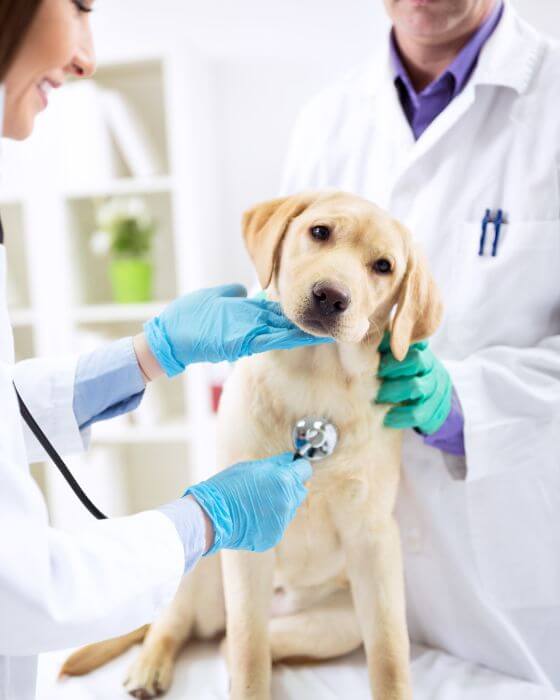 chien en train d'être ausculté