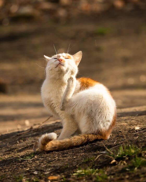 chat qui se gratte