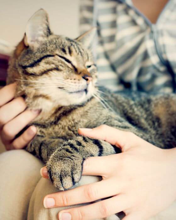 chat sur genoux en train d'être carressé