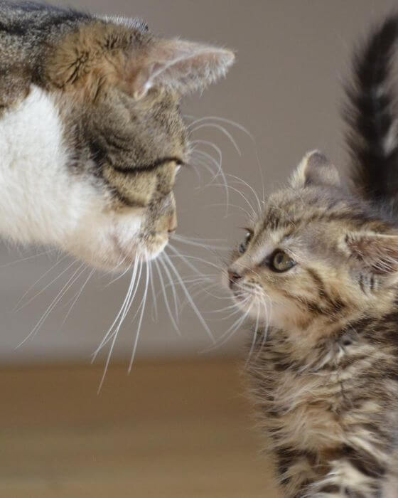 chat et chaton qui se regardent