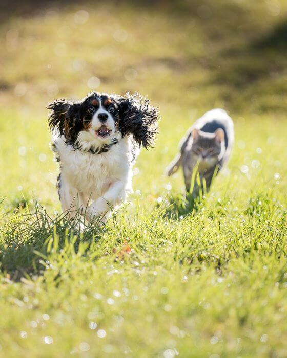 chat et chien qui courent