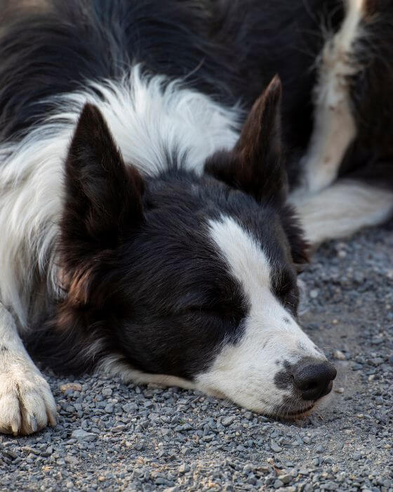 symptome maladie de lyme chien - chien endormi