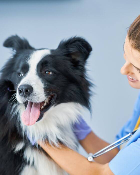 tique chien symptômes - chien en train d'être ausculté