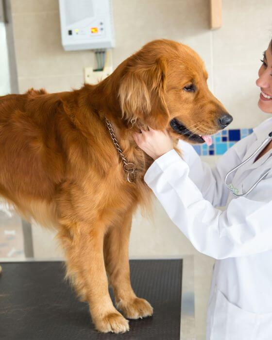 chien en train d'être ausculté