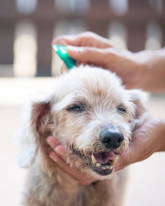 chien qui se fait administrer un traitement