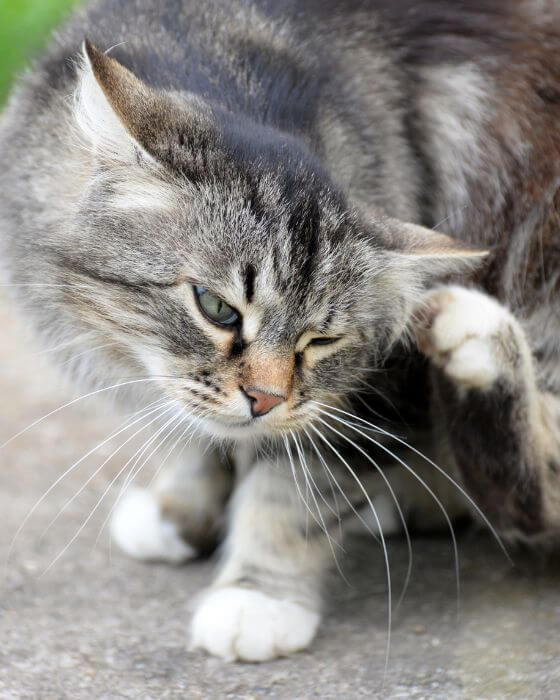 chat qui se gratte